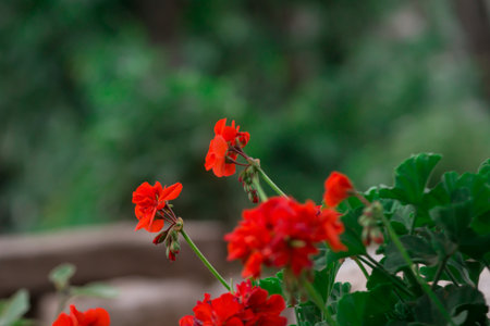 A closeup shot of red bedding geranium against a green blurred background
