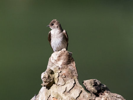 A cute Rough-winged swallow bird in a forestの写真素材