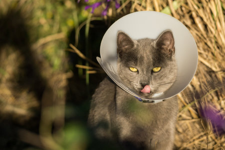 A cute gray cat with yellow eyes licking its lips while sitting outside with a protective collarの写真素材
