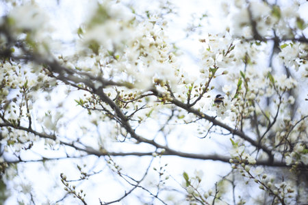 A selective focus shot of tree branches with small white flowersの写真素材