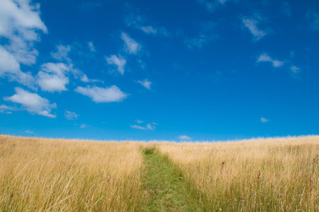 A beautiful view of a field of wheat with a narrow pathwayの写真素材