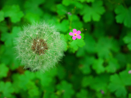 Beautiful photo of dandelion in nature in the spring seasonの写真素材