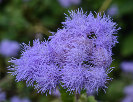 A closeup shot of an Ageratum flower