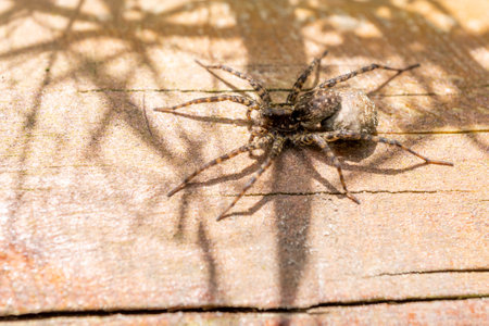 A closeup shot of a Tegenaria on the wooden surfaceの写真素材
