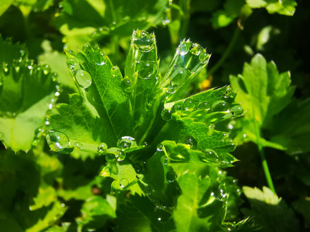 A closeup shot of waterdrops on the green plant