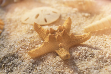 A closeup shot of a seashell on tropical beach sand in a studioの写真素材