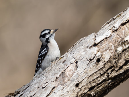 A closeup shot of a downy woodpecker bird perched on a treeの写真素材