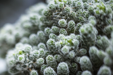 A selective focus shot of mammillaria gracilis fragilis also known as thimble cactus