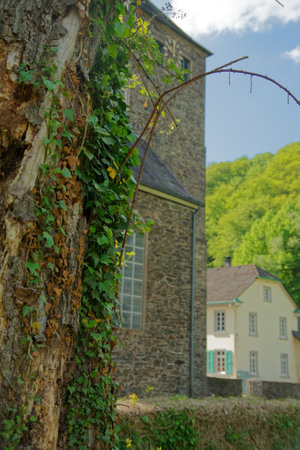 A closeup of the growing ivy leaves covering the tree trunkの写真素材