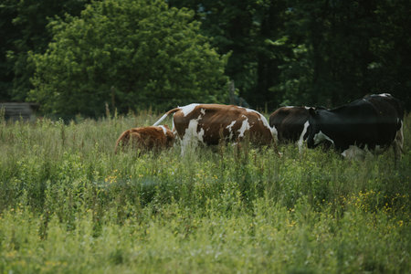 A herd of cows in a sunny field with tall grass and flowers around them