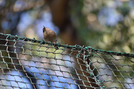 house wren (Troglodytes aedon) on a fence in Buenos Airesの写真素材