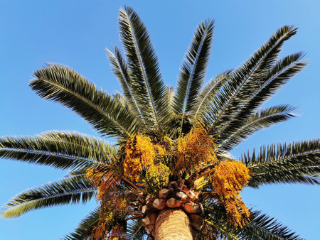 A low angle view of the date tree leaves in the blue sky backgroundの写真素材