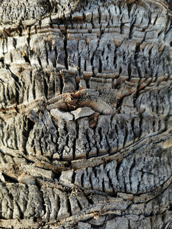 The texture of the date palm tree trunk