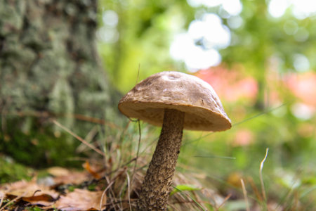 A closeup shot of a big wild mushroom in the woods with bokeh background on a sunny day next to a huge old treeの写真素材