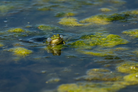 A closeup shot of a frog flopping out of the dirty water with moss