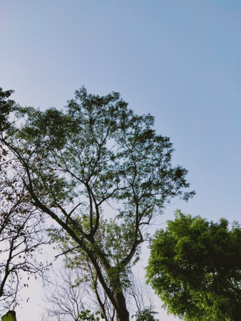 A vertical shot of trees in a field under the sunlight and a blue skの写真素材