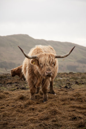 A vertical shot of a brown Scottish highland cattleの写真素材