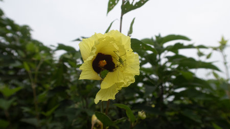 A selective focus of sunset hibiscus flower growing in a garden