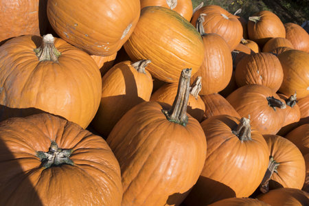 A pile of fresh raw pumpkins under the sunlightの写真素材