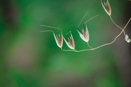 A closeup shot of silvery hair grass against a green background