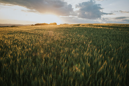 A beautiful sunny day in a fantastical wheat field with a cloudy sky above