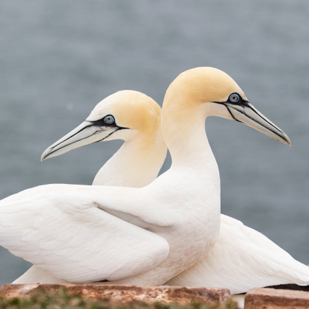 Two northern gannets on Heligoland with the North Sea in the backgroundの写真素材