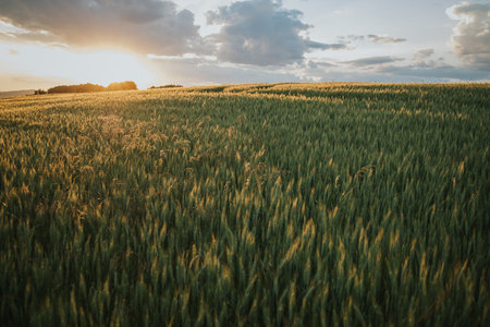 A green and yellow field in the countryside