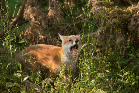 A selective focus shot of an adorable red fox cub yawning