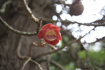 A closeup shot of a growing plant on a Cannonball tree