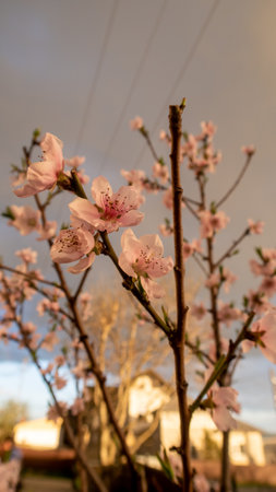 A closeup of a peach tree with soft blossomsの写真素材