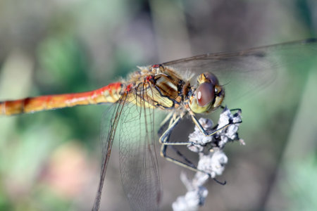 A closeup shot of a dragonfly on blurred background