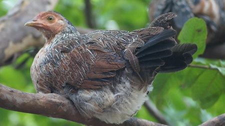 A selective focus shot of a Red junglefowl tropical bird sitting on a tree branch