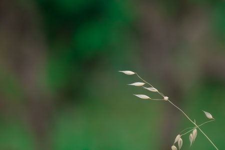 A closeup shot of silvery hair grass against a green backgroundの写真素材
