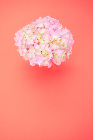 A vertical shot of a bouquet of pink hydrangeas on an orange surface with space for textの写真素材