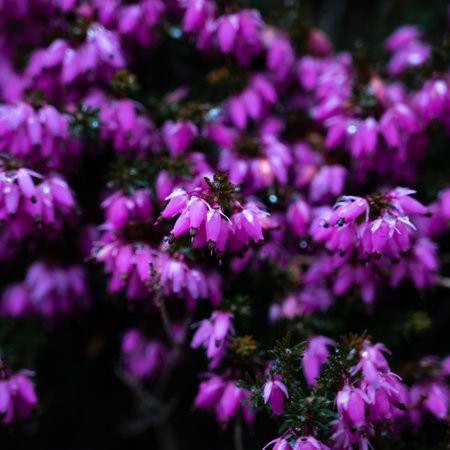 A closeup shot of blooming pink Heath flowersの写真素材