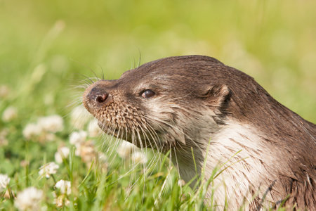 A closeup shot of an otter on blurred backgroundの写真素材