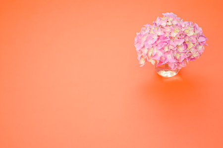 A closeup of a bouquet of hydrangeas on an orange background with space for textの写真素材