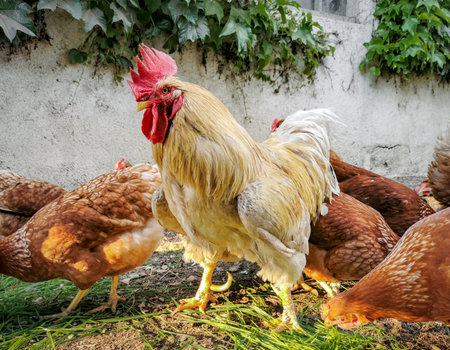 Domestic chickens and rooster in muddy yard.の写真素材