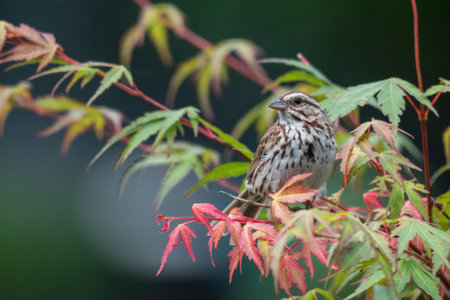 A selective focus shot of an olive-backed pipit bird on a branch with young leavesの写真素材