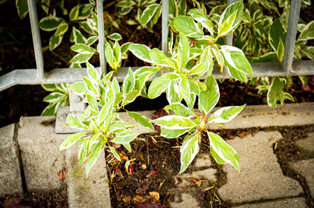 A fresh Siberian dogwood ornamental plant in the gardenの写真素材