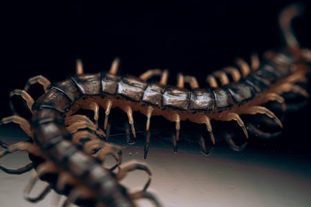 A closeup shot of centipedeの写真素材