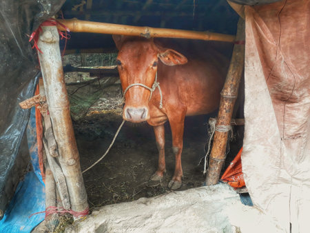 A brown cow tied with rope in a barnの写真素材