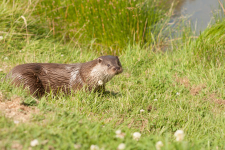 A selective focus shot of an otter resting on the grassの写真素材