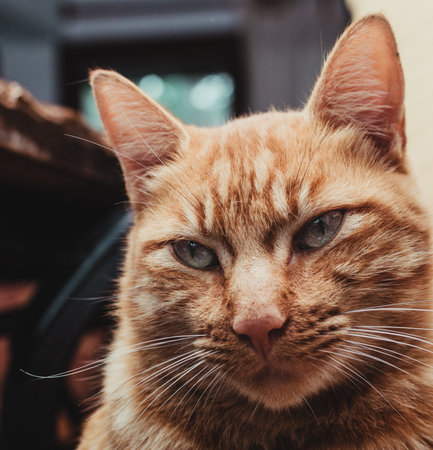 A selective focus shot of an adorable red catの写真素材