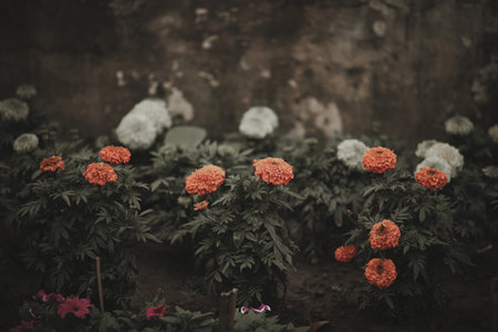A high angle shot of marigold bushes in a dark gardenの写真素材