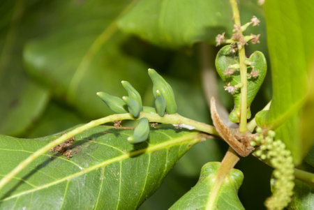 Bengal almond fruits in Guatemala. Tree in the southern tropical region of Guatemala, sources of...