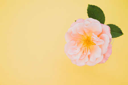 A top view of a delicate rose on a yellow surfaceの写真素材
