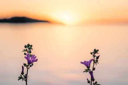 The Mallow flowers (Malva sylvestris) against the beautiful sunsetの写真素材