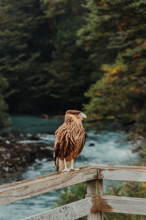 A closeup shot of a common buzzard on wooden handrailingの写真素材
