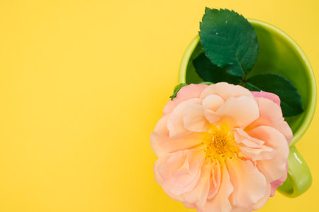 A closeup of a garden rose in a cup on a yellow surface with space for textの写真素材